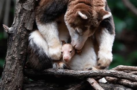 Bronx Zoo announces the debut of a Matschie’s tree kangaroo joey | amNewYork