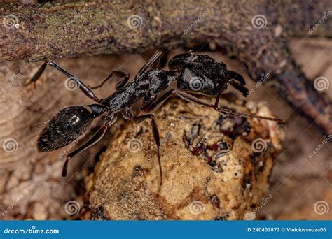 Adult Trap-jaw Ant stock photo. Image of trapjaw, ants - 240407872