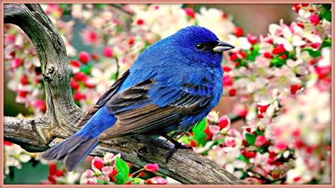 Sound Therapy ~ Morning Birds ~ - YouTube