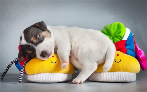 HD wallpaper: Cute Puppy Sleeping, puppies | Wallpaper Flare