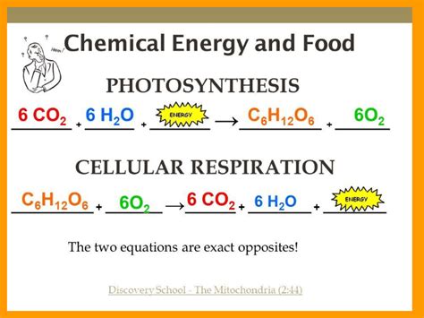 Photosynthesis Review and Cellular Respiration Introduction - Quizizz