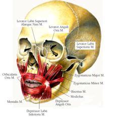 110 Textbook ideas | anatomy and physiology, anatomy, physiology