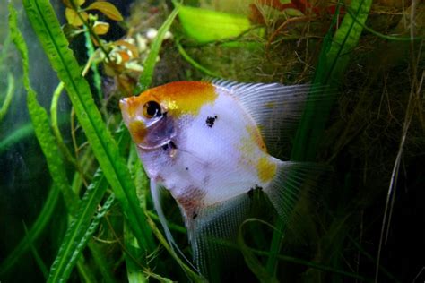 Can Guppies Live With Angelfish - Are They Compatible Tank Mates?