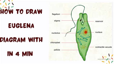 How To Draw Euglena Diagram Euglena Diagram Easily Step By Step | Porn ...