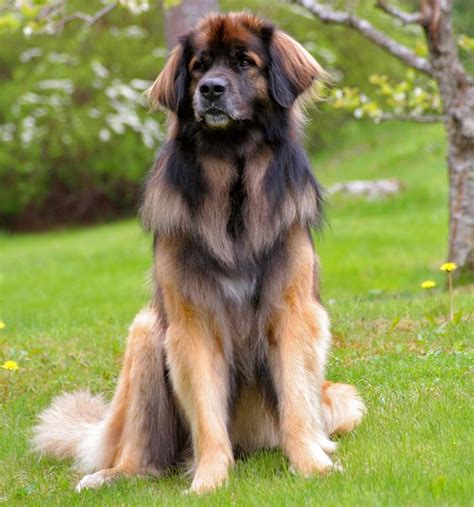 Gentle Giants Rescue and Adoptions | Leonberger dog, Cute dogs breeds, Beautiful dogs