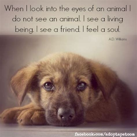 10 Inspiring Quotes about Animals | Dog quotes, Dog quotes love, Animal ...