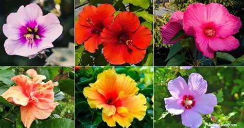 What Are The Different Hibiscus Varieties? – GardenInBloom.com