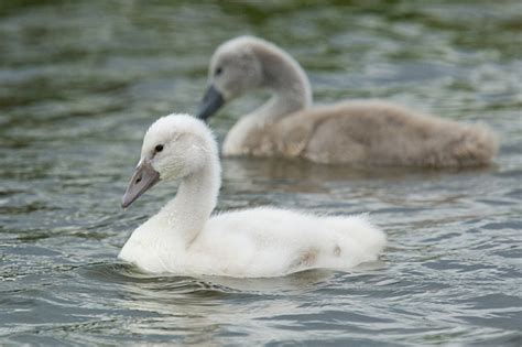 Mute Swan - Description, Distribution, Habitat, Diet, Reproduction, and Facts