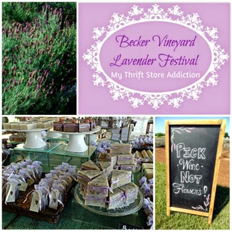 My Thrift Store Addiction : Lavender Festival at Becker Vineyards