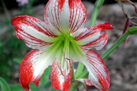 Red and White Lily | Dramatic red and white variegated day l… | Robert Hruzek | Flickr