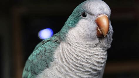 5 Amusing/Interesting Facts About Quaker Parrots!