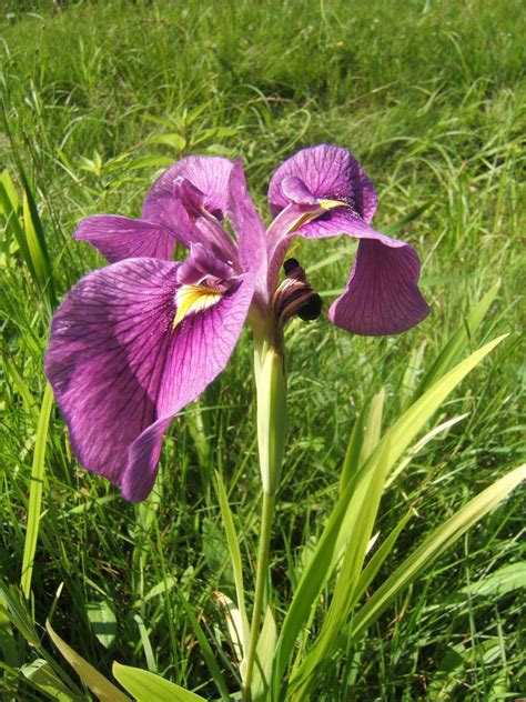 In The Garden: Japanese Iris