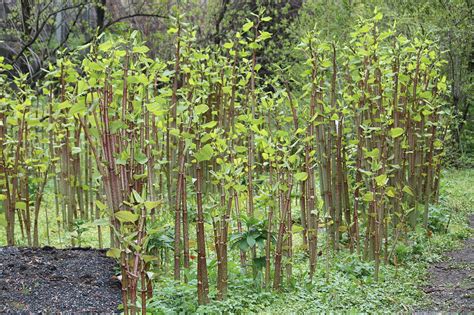 Japanese Knotweed Identification - Tree Heritage