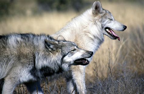 After Years of Being Hunted, Celebrated Alaskan Wolf Pack May Be Gone ...