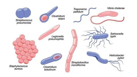 Bacterial Infections: How to Fight Harmful Bacteria - Helal Medical