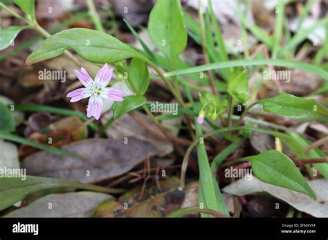Claytonia sibirica pink purslane – small star-shaped flowers with deep pink veins, May, England ...