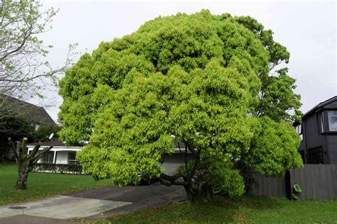 How to Grow and Care for Camphor Tree