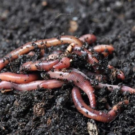 Vermiculture Earthworm, Pack Size: 1 Kg at Rs 500/kg in New Delhi | ID: 16611807033