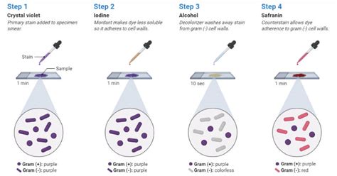 Gram Staining Animation