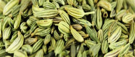 Fennel Seeds | Nutritional Value | Health Benefits | Side Effects