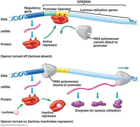 Components of Transcription factors - TRANSCRIPTION FACTORS (PROKARYOTES)