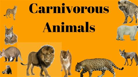 Animals That Are Carnivores List