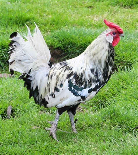 Chicken feather patterns with breed examples, pictures and video. - Cluckin