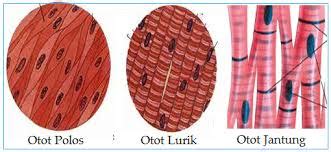 Perbedaan Otot Polos, Otot Jantung, dan Otot Lurik - Nazal Blog