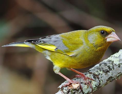 Birds of the World: European greenfinch