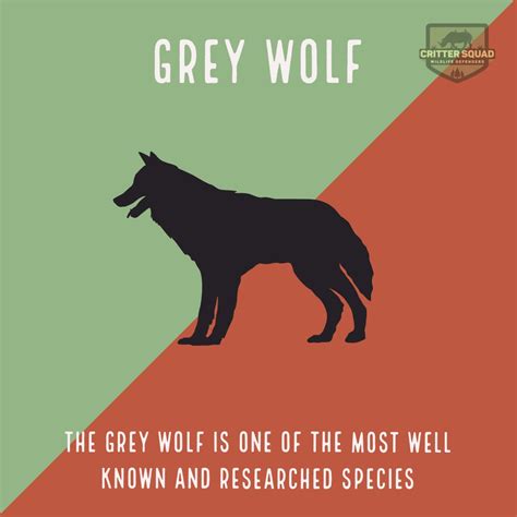 Grey Wolf Fact Sheet - Only in the Critter Squad Kids Zone!