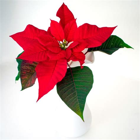 Poinsettia Care Tips to Make Yours Last Beyond Christmas