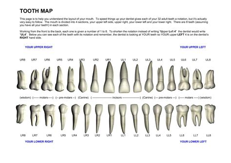 Printable Tooth Numbering Chart – NBKomputer