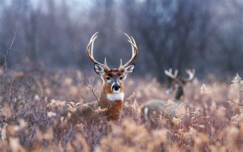 🔥 [0+] HD Deer Hunting Wallpapers | WallpaperSafari