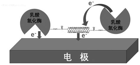 乳酸生物传感器的制作方法