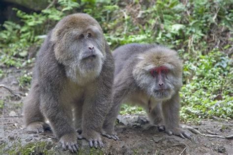 emei mountain monkeys - Google 搜索 Macaque Monkey, Types Of Monkeys, Mandrill, China Travel ...