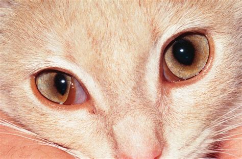 Veterinary Key Points: Nasopharyngeal Polyps in Cats: Key words ...