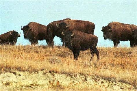 Researchers Discover Herd of Genetically Pure Bison on Henry Mountains in Southern Utah ...