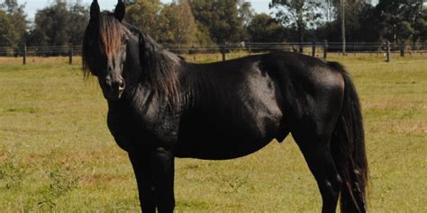 Waler - The Waler is an Australian breed of riding horse developed from ...