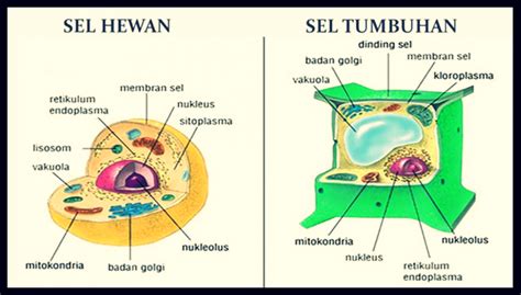 Gambar Anatomi Sel Hewan – kabarmedia.github.io