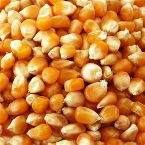 A Grade Dried Sweet Corn, Loose at Rs 50/kg in Pune | ID: 17428376048