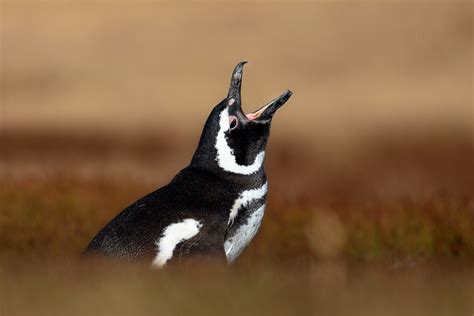 Birds of the Falklands – Falklands Nature