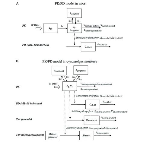 | Schematic representations of pharmacokinetic/pharmacodynamic models... | Download Scientific ...