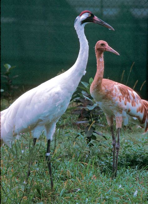 Dallas Man Convicted and Fined for Killing Whooping Crane « Whooping Crane Conservation Association