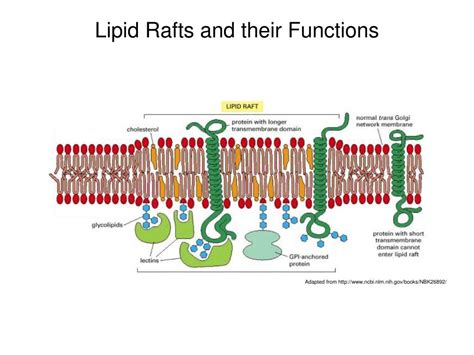 PPT - The Role of Sphingolipids in Lipid Raft Function in Paramecium ...