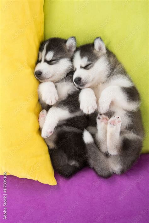 Cute Two siberian husky puppies sleeping in the bed Stock Photo | Adobe ...