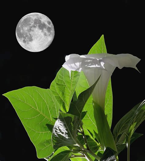 Full Moon Flower Photograph by Angie Vogel - Fine Art America