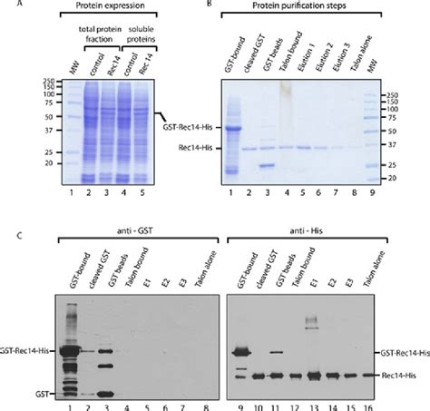 Exemplary result of GST-His purification of Rec14 . A . Coomassie... | Download Scientific Diagram