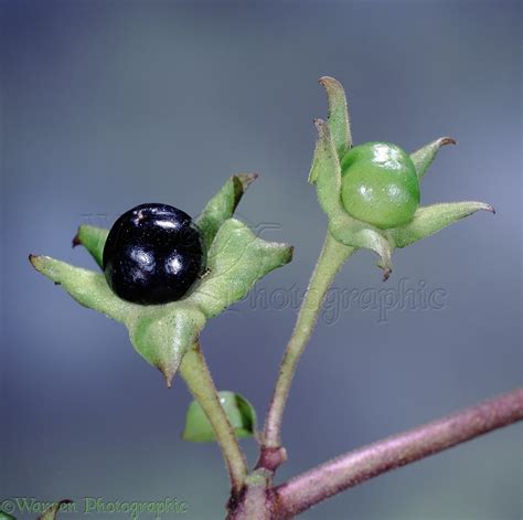 Deadly Nightshade berries photo WP04168