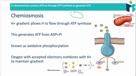 Electron Transport Chain + Chemiosmosis (8.2.5 B BIOLOGY HL) - YouTube