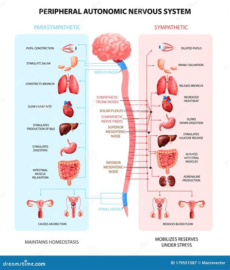 Nervous System Realistic Chart Stock Vector - Illustration of bladder, infochart: 179551587